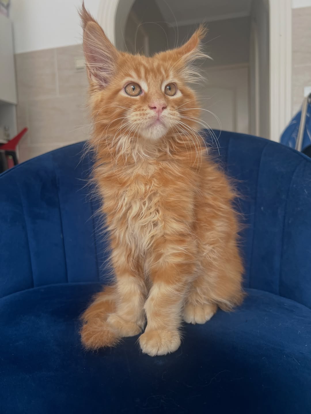Red Tabby Maine Coon Kitten