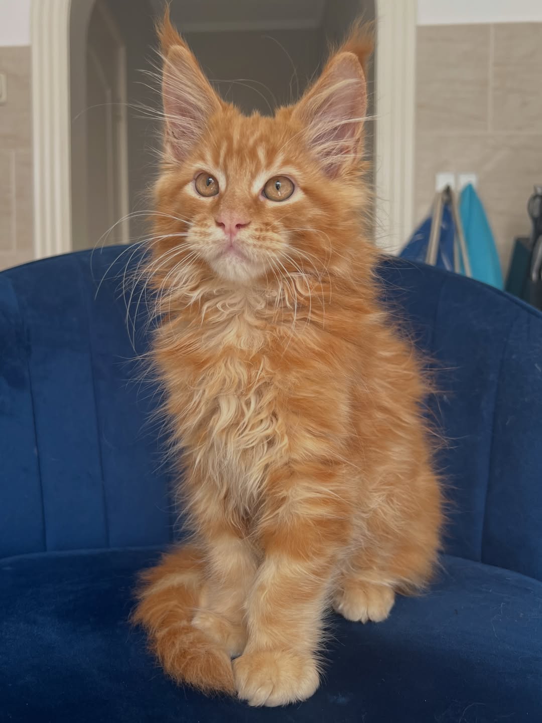 Red Tabby Maine Coon Kitten - Image 2