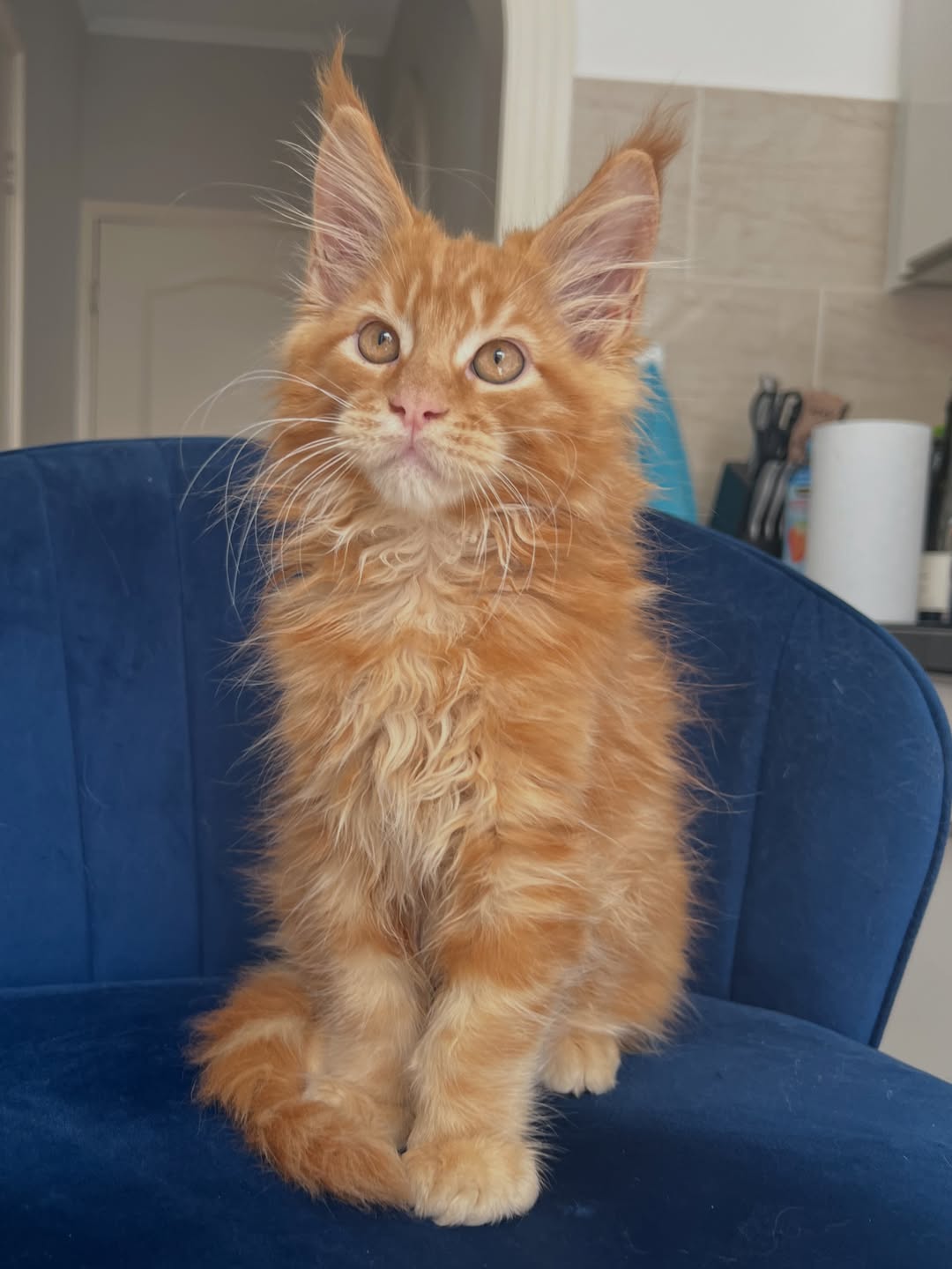 Red Tabby Maine Coon Kitten - Image 3