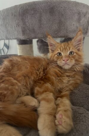 Red tabby Maine Coon kitten