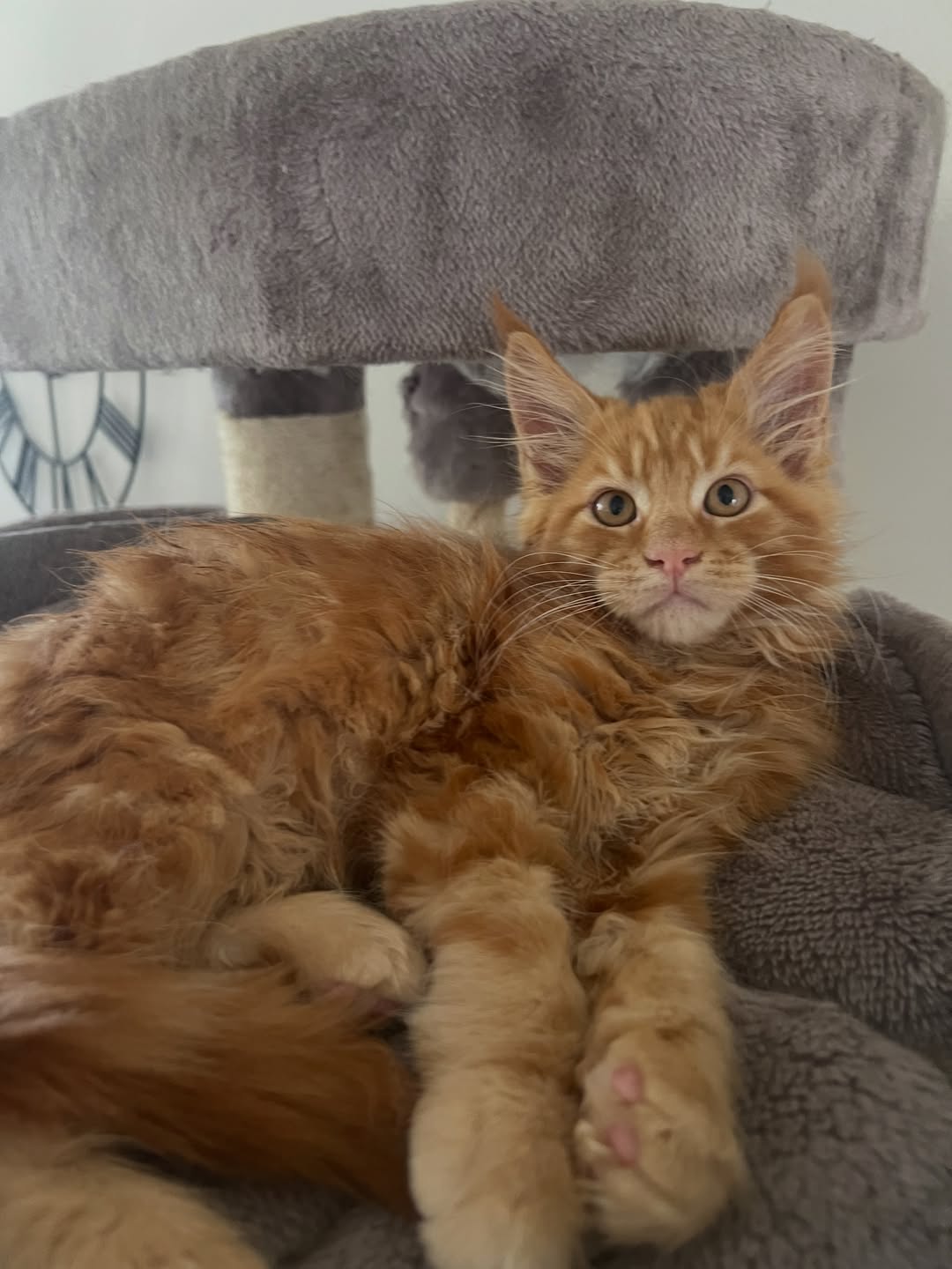 Red tabby Maine Coon kitten