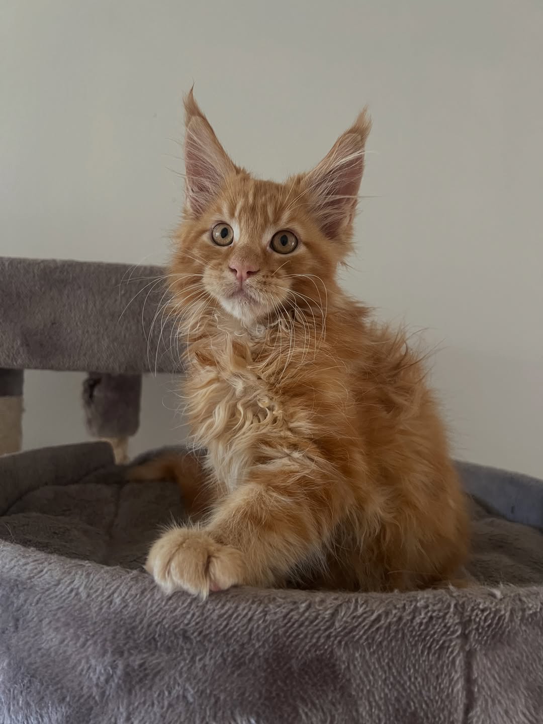 Red tabby Maine Coon kitten - Image 2
