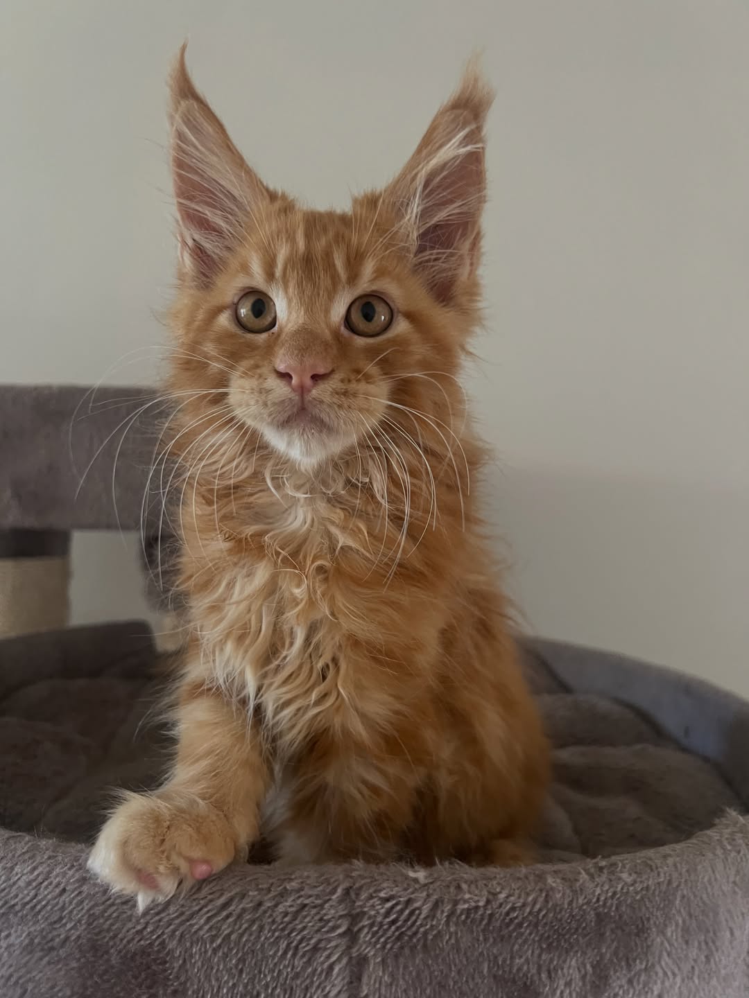 Red tabby Maine Coon kitten - Image 3