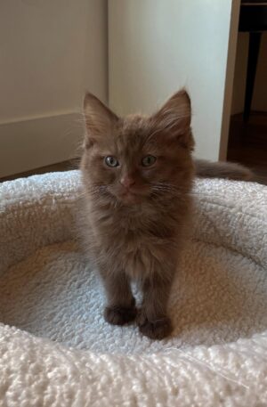 Female Brown Tabby Maine Coon