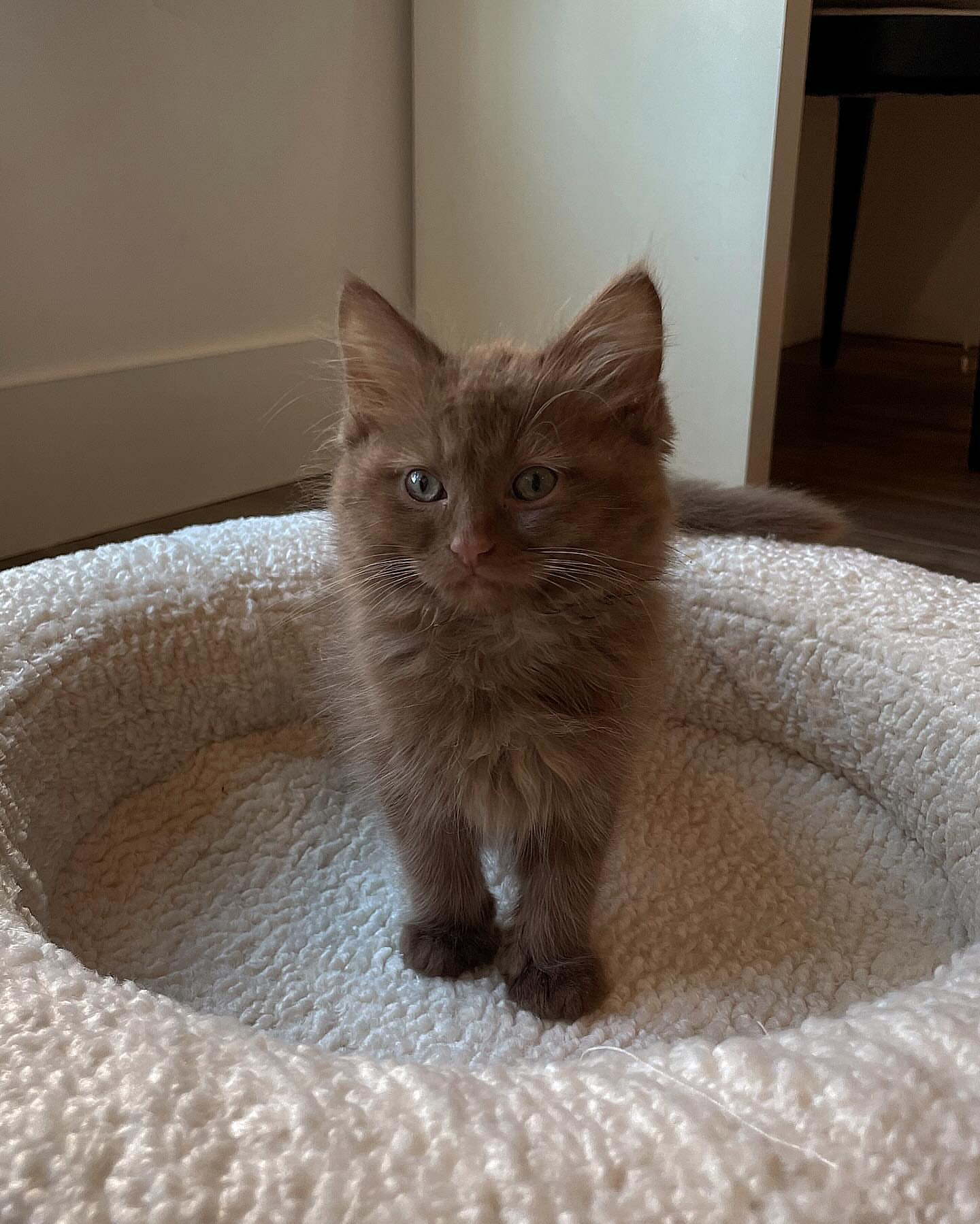 Female Brown Tabby Maine Coon