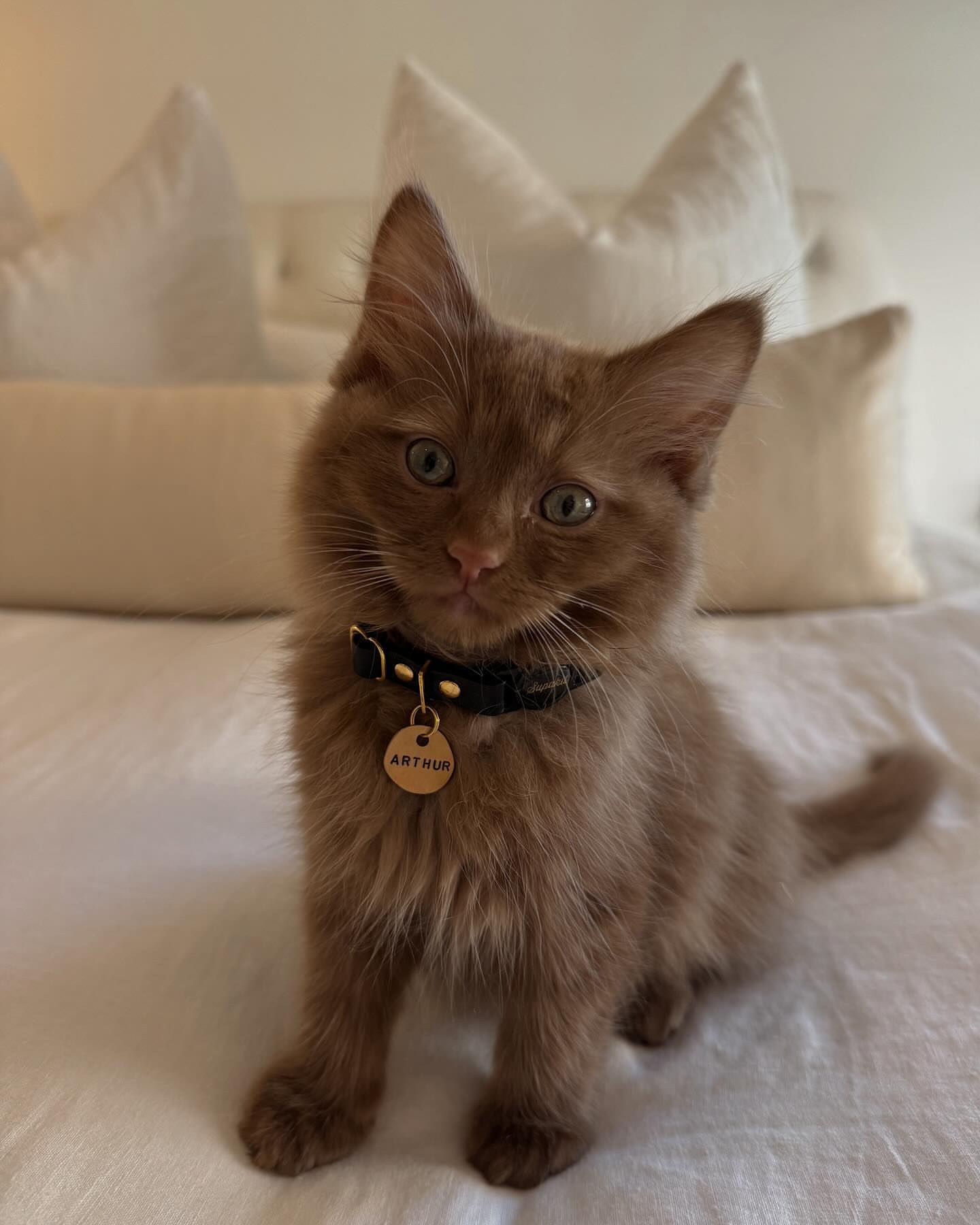 Female Brown Tabby Maine Coon - Image 3
