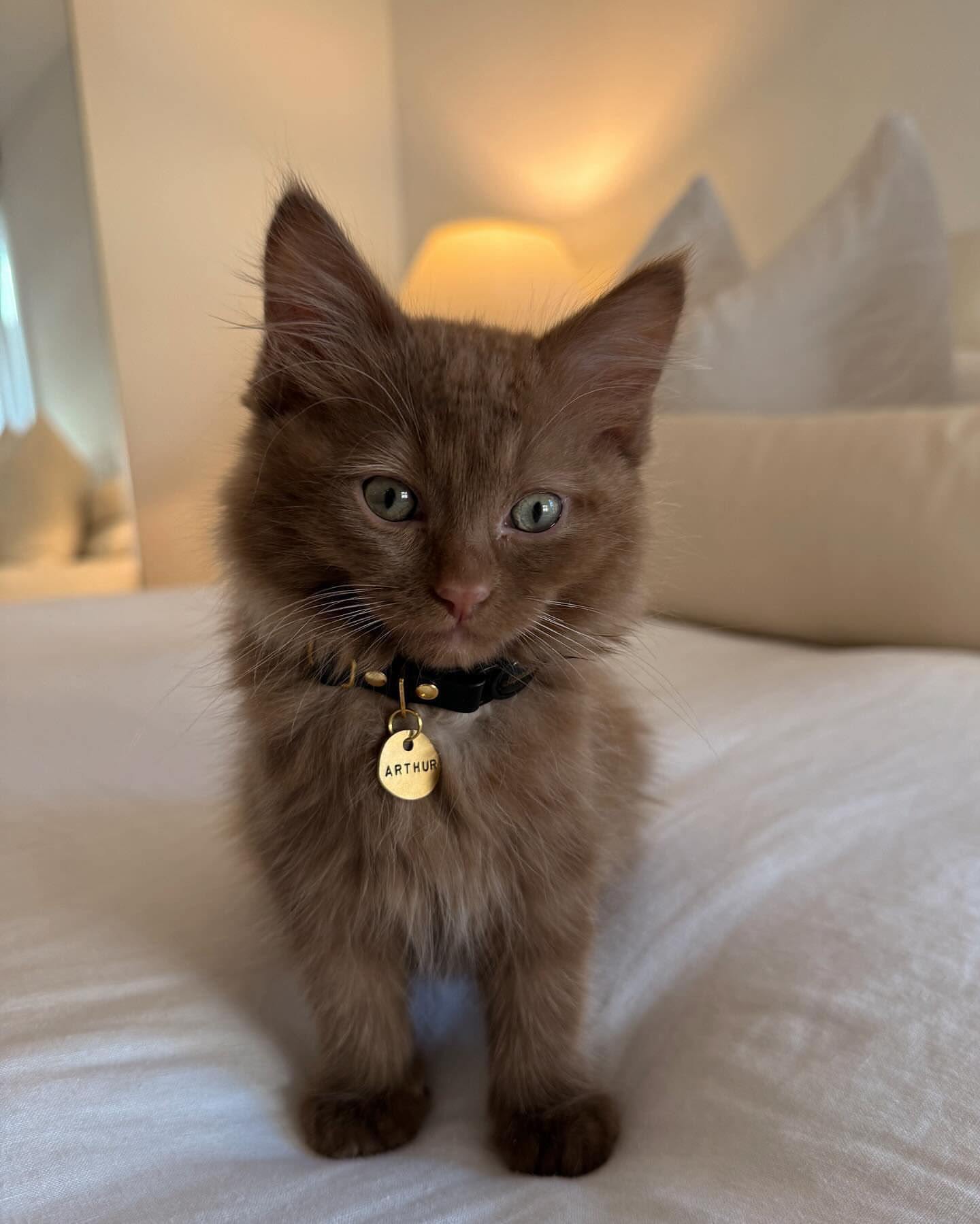 Female Brown Tabby Maine Coon - Image 2