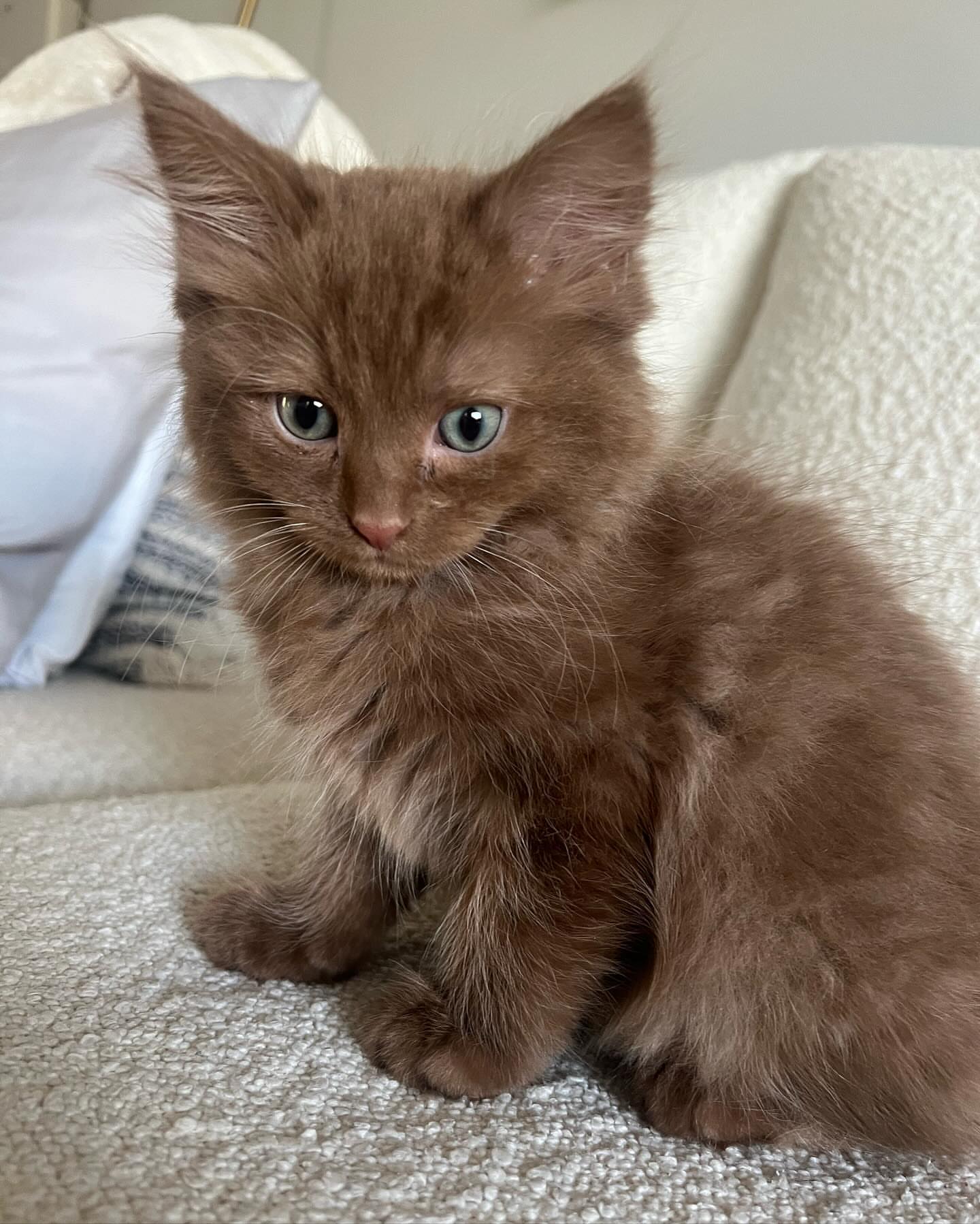 Male Brown tabby Mainecoon kitten - Image 3
