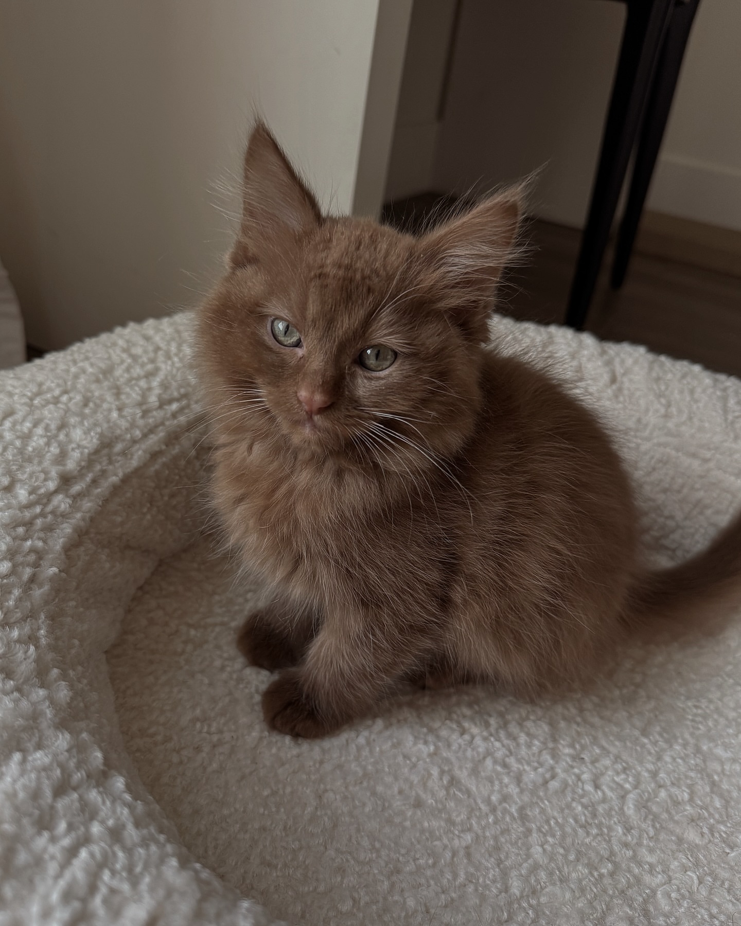 Male Brown tabby Mainecoon kitten - Image 2