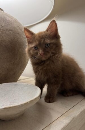 Male Brown tabby Mainecoon kitten