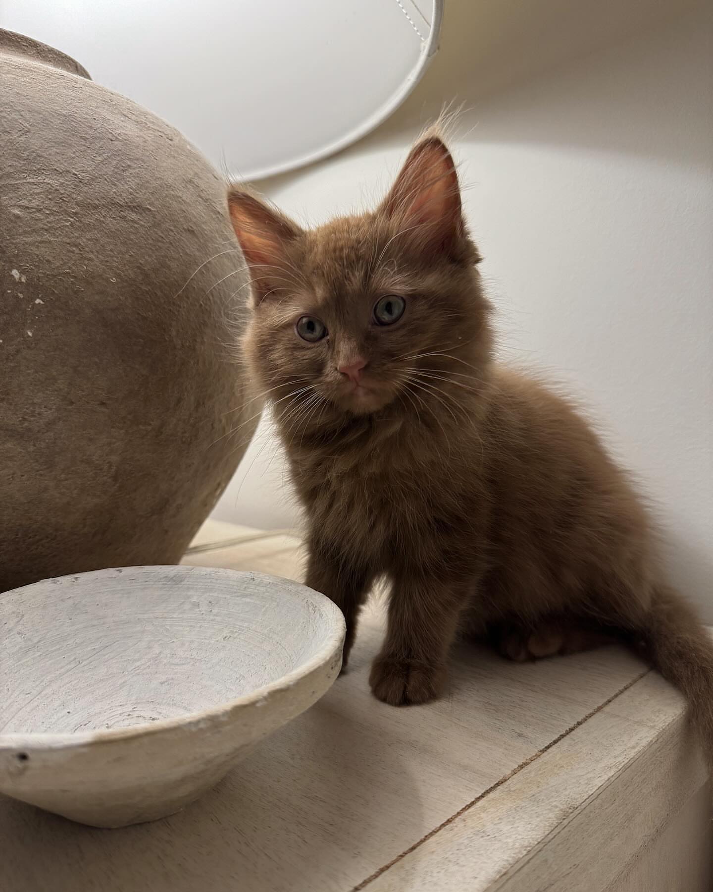 Male Brown tabby Mainecoon kitten